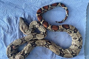 Θεσσαλονίκη: Πέθανε ο βόας που βρέθηκε σε πάρκο - Του επιτέθηκαν γάτες [βίντεο]