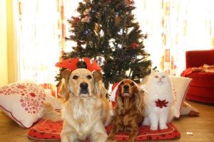 Xmas Bazaar - "Σώστε τους τετράποδους φίλους μας": Save the date και Save the Tails