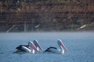 Πρέσπες: Η αβάσταχτη μοναξιά των αργυροπελεκάνων που έχασαν το ταίρι τους [εικόνες] - εικόνα 2