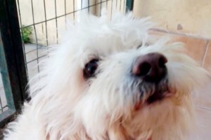 Αράχωβα: Ποινική δίωξη για την κακοποίηση και τον θάνατο του Όλιβερ - Κοντά στην εξιχνίαση της υπόθεσης οι αρχές - εικόνα 2