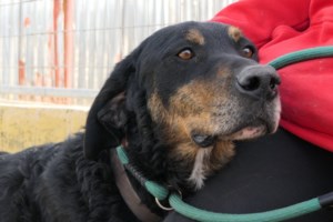 Ανοιξη: Πόσο επικίνδυνη είναι για τους τετράποδους αγαπημένους φίλους μας - Οι κίνδυνοι που κρύβει - εικόνα 3