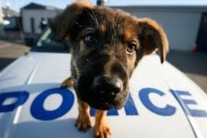 Ο σκύλος σας έγινε vegan; Τρώει χόρτα; Τι προσπαθεί να σας πει, πώς μπορείτε να τον βοηθήσετε