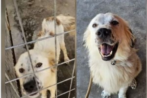 Ο Ιάσονας και η Φιλιώ τρέχουν με τα μαλλιά τους να ανεμίζουν - Αυτός είναι σαν Σέτερ με Τσοπάνη και αυτή σαν Σέτερ με Επανιέλ