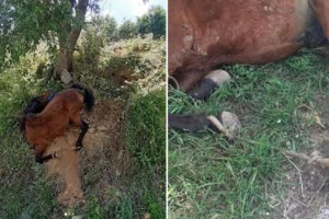 "Εγώ την πέταξα, έχεις πρόβλημα;": Αδιανόητο περιστατικό στην Ύδρα - 58χρονος έριξε γάτα από ταράτσα