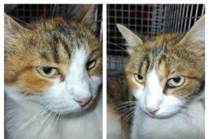 Σκιώδες παγκόσμιο δίκτυο ακρωτηριάζει και σκοτώνει γάτες για το κέρδος - Πληρώνουν για βίντεο με βασανιστήρια κατά παραγγελία - εικόνα 6