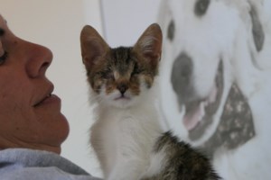 Σώστε ένα αδεσποτάκι: Ο Χέντριξ είναι αυτός ο γάτος ο αρσενικός ο γάταρος, ο τρανός, ο μεγάλος - εικόνα 2