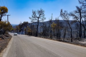 Φωτιές: Ο "δεκάλογος" της WWF Ελλάς για την επόμενη ημέρα - Πως θα θωρακιστεί η χώρα