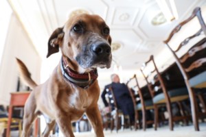 Εκλογές 2023: Φεύγει από το Μαξίμου ο Peanut - Έγινε "κομματόσκυλο" και μετακομίζει στα γραφεία της ΝΔ [βίντεο] - εικόνα 2