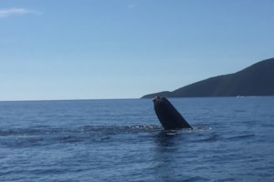 Σοκαριστικό βίντεο: Νηπιαγωγός πνίγει παιδάκι με μαξιλάρι σε παιδικό σταθμό στην Ουκρανία - εικόνα 2