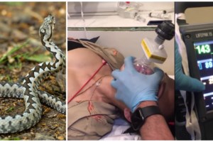 Ο γιατρός του ΕΚΑΒ για τη δραματική διάσωση της 39χρονης από δάγκωμα οχιάς - "Ηταν σε κωματώδη κατάσταση"