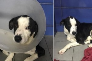 H Μελίτα από το Dogs' Voice μόλις έμαθε για την ανάρτηση που την αφορά: "Επιτέλους ανεβαίνει και για μένα ένα post"