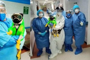 Covidogs: Οι σκύλοι που ανιχνεύουν τον κορονοϊό - Τους εκπαίδευσε ο αυστριακός στρατός (video) - εικόνα 3