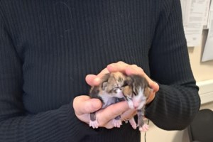 "Εγώ την πέταξα, έχεις πρόβλημα;": Αδιανόητο περιστατικό στην Ύδρα - 58χρονος έριξε γάτα από ταράτσα - εικόνα 3