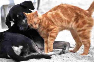 Κορυδαλλός: Αγνωστος πυροβολεί και σκοτώνει γάτες- Οι κάτοικοι τον έχουν επικηρύξει, έβγαλαν αφίσες