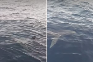 Καρχαρίες κάνουν "βόλτες"  σε Κέρκυρα, Χαλκιδική και Μεσσηνία: Γιατί εμφανίζονται κοντά στις ακτές