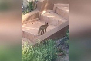 Λαμία: Τακτικοί θαμώνες σε εστιατόριο δυο αγριογούρουνα και μια αλεπού - Έρχονται για τα λαχταριστά μούρα [βίντεο]