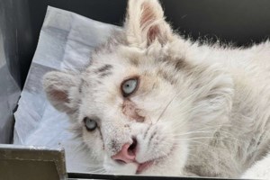 Το λευκό τιγράκι έξω από το Αττικό Πάρκο και οι "φιλόζωοι"