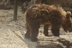 Υιοθετήστε ένα αδεσποτάκι: Ο Χάρης λατρεύει τους ανθρώπους, είναι απίστευτα τρυφερός και γλυκός - εικόνα 2