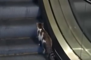 Πέλλα: Συνελήφθη 73χρονος που κακοποίησε γάτα μέχρι θανάτου