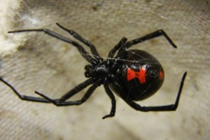 "Μαύρη Χήρα": Η δραματική περιγραφή του πατέρα του βρέφους [βίντεο]