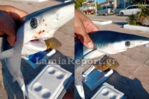 Καρχαρίες στη Βραζιλία διαπιστώθηκε πως παίρνουν... κοκαΐνη