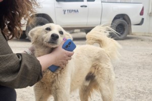 Ο Θέμης από το SPAZ: Μια αληθινή ιστορία υιοθεσίας ενώ όλα ήταν αποθαρρυντικά - "Πόσο τυχεροί που βρέθηκε στο δρόμο μας"