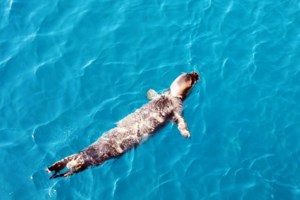 Τον γύρο του κόσμου κάνει η "επικήρυξη" του δολοφόνου του "Κωστή" στην Αλόννησο - εικόνα 2