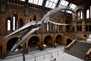 Ανακαλύφθηκε ο τεράστιος δεινόσαυρος "Αυστραλοτιτάν": Eίχε μήκος όσο ένα γήπεδο μπάσκετ - ύψος 2 ορόφων