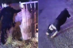 Φωτιά στο Λαγονήσι: Εισαγγελική έρευνα για τα ζώα που κάηκαν στο ιδιωτικό καταφύγιο