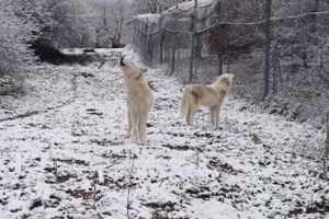 Θεσσαλονίκη: Λύκοι κατασπάραξαν κυνηγόσκυλο - Καταγγελίες για λύκους "υβρίδια" [βίντεο]