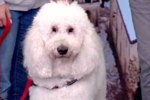 Σκύλοι θεραπείας στο Νοσοκομείο "Μεταξά":  Θεραπευτική επαφή ανακούφισης, χαράς και ελπίδας στους ογκολογικούς ασθενείς