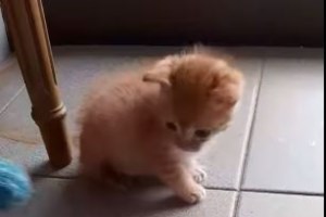 Πρώτη Ημερίδα για τα ανάπηρα ζώα στην Ελλάδα την Παρασκευή στο Γαλάτσι - εικόνα 2