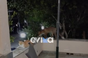 Περιστέρι: Αγριογούρουνο βγαίνει από πιλοτή πολυκατοικίας και περπατά στο δρόμο