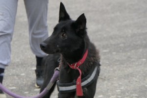 Η αστραπιαία αντίδραση πυροσβεστών έσωσε σκυλάκι όταν το λουρί του πιάστηκε στο ασανσέρ - Ο απόλυτος εφιάλτης