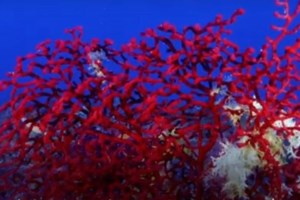 Η πιο γλυκιά εικόνα της ημέρας: Κατσικάκι ακολουθεί τον ιδιοκτήτη του και βουτά στη θάλασσα [Βίντεο]