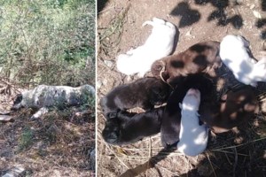 Απίστευτη βαρβαρότητα στα Τρίκαλα. Έπνιξαν 6 κουταβάκια και τα έριξαν στα σκουπίδια