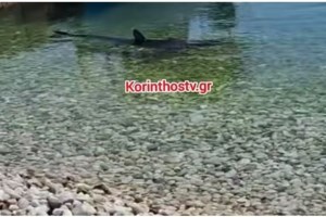 Σαλαμίνα: Αλυτο πρόβλημα τα ακαθάριστα οικόπεδα - "Με ένα τσιγάρο μπορεί να καεί το νησί"