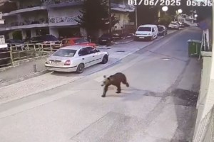 Αρκούδα στην Καστοριά σκαρφάλωσε σε δέντρο στην αυλή σπιτιού [βίντεο]