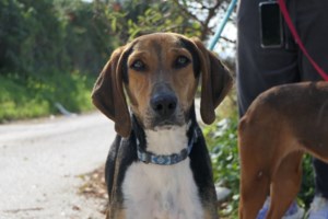 O Πασχάλης πλησιάζει στα κάγκελα όταν βλέπει κόσμο στο καταφύγιο - Είναι διστακτικός και πολύ ντροπαλός