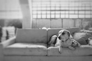 Η συγκινητική ιστορία του Animal Action Greece για τον απεγκλωβισμό γάτας που είχε σφηνώσει σε κάδο απορριμμάτων - εικόνα 2