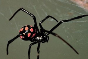 "Μαύρη Χήρα": Η δραματική περιγραφή του πατέρα του βρέφους [βίντεο] - εικόνα 2