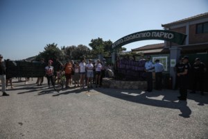 Προανάκριση για την θανάτωση χιμπατζή στο Αττικό Πάρκο - Γιατί ο φροντιστής πυροβόλησε και δεν τον νάρκωσε - εικόνα 3