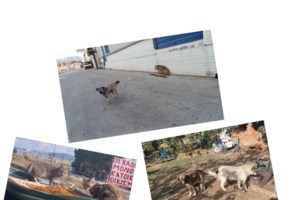 "To βήμα του σκύλου οδηγού": Το βιβλίο γι' αυτόν που τρέχει μπροστά από τον άνθρωπο, ανοίγοντάς του δρόμο στη ζωή