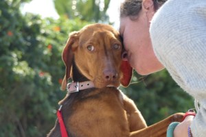 Eίμαι ο Ραμόν, ήμουνα μοναχογιός, μαμόθρεφτο με λέγαν, μα με ζηλεύαν γιατί ήμουνα ωραίος κούταβος άσπρος και μοιραίος - εικόνα 2