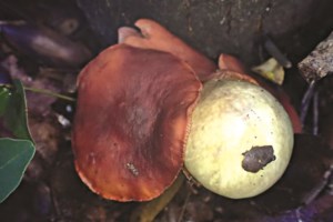 Ξάνθη: Είχε κρυμμένη κάνναβη στο χωράφι του αλλά λογιάριαζε χωρίς τον... αστυνομικό σκύλο