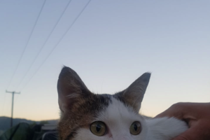 Ανατριχίλα με τα αποκεφαλισμένα ζώα στην Πάτρα: Τι αποκαλύπτεται από τη μέθοδο του δράστη