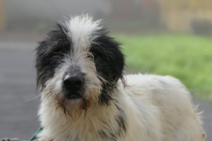 Βίντεο αφύπνισης: Σκύλος ποτέ μόνος του στη βόλτα και πάντα με λουρί - Το κακό θα γίνει μια φορά