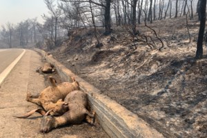 Συγκέντρωση διαμαρτυρίας για τις πυρκαγιές στο υπουργείο Κλιματικής Κρίσης και Πολιτικής Προστασίας - Οι πρώτες εικόνες