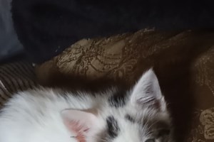 Το πιο "ροζ" χαμόγελο που έχετε δει ποτέ βρίσκεται στον Ασπρόπυργο