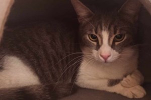 Ημέρα Υιοθεσίας Γάτας: Ανοίγουμε την αγκαλιά μας και την οικογένειά μας για ένα αδέσποτο ζώο